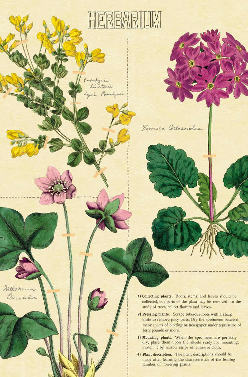 Cavallini - Carte Postale - Herbarium - Tin of 18 Postcards - 9 Designs/2 Per Design