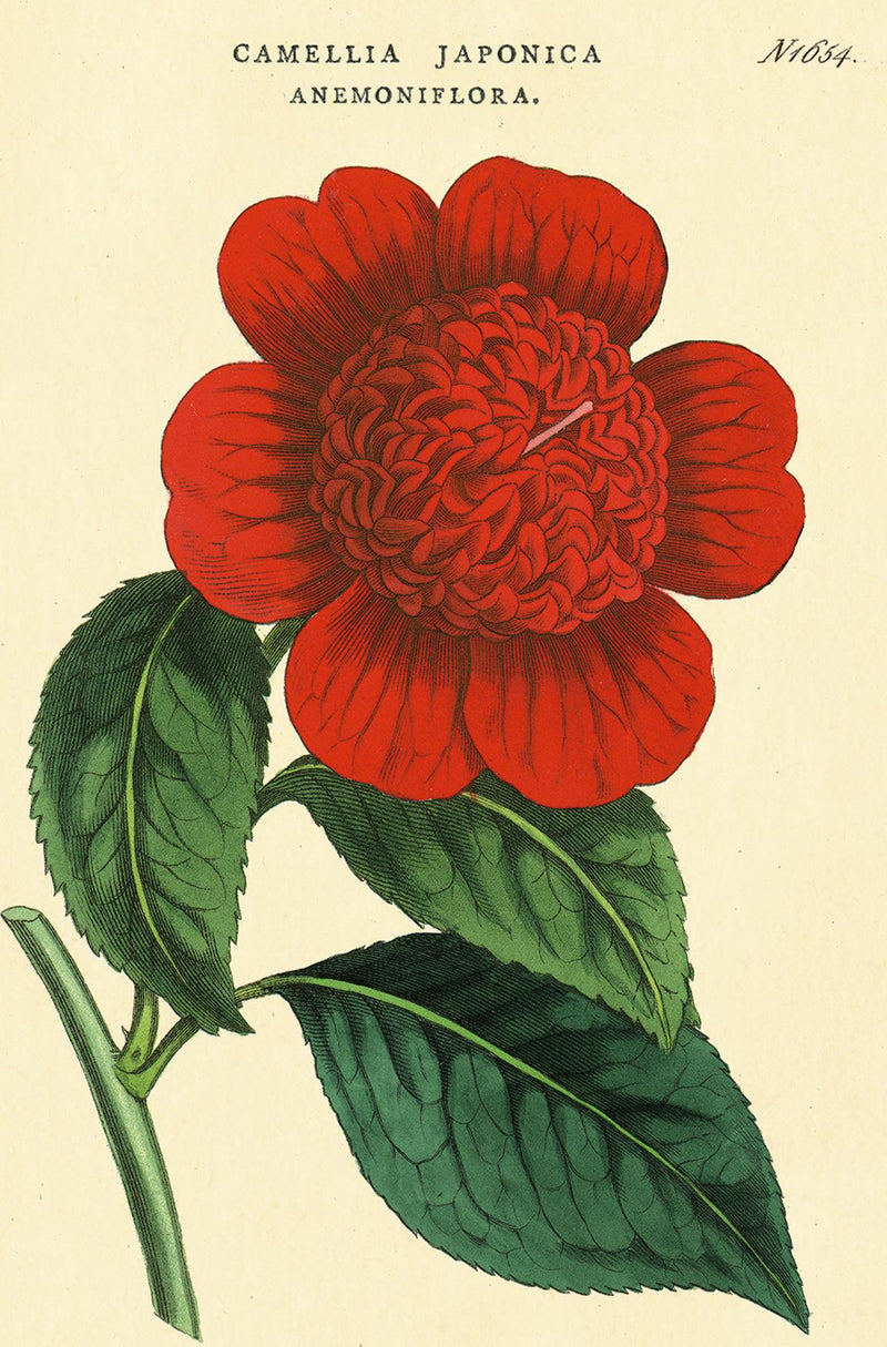 Cavallini - Carte Postale - Botany - Tin of 18 Postcards - 9 Designs/2 Per Design