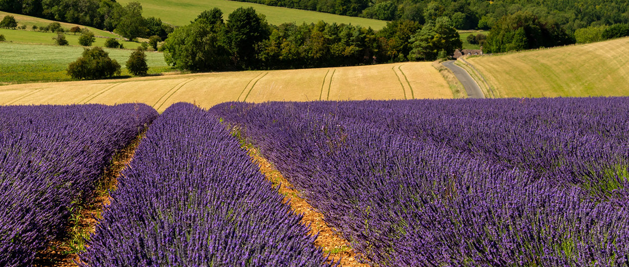 Cotswold Lavender