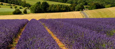 Cotswold Lavender