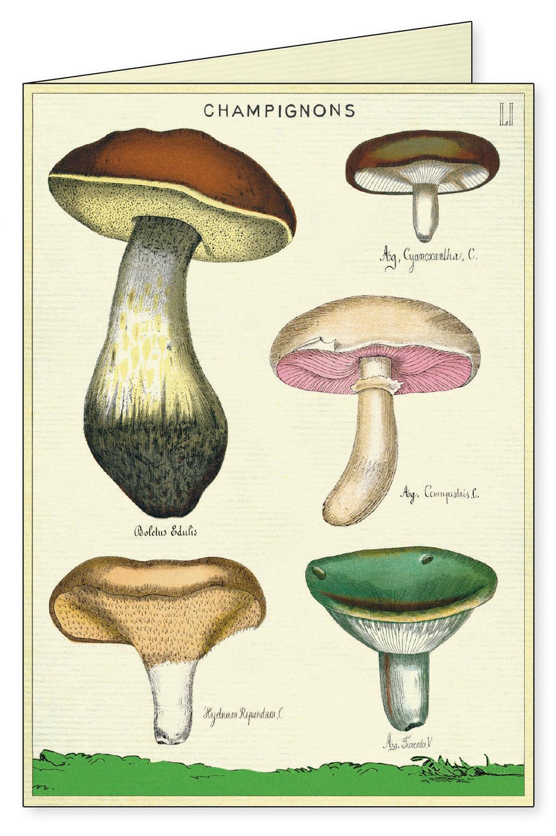 Cavallini - 8 Assorted Notecards - 4 Designs/2 Per Design - Foraging Plants & Mushrooms