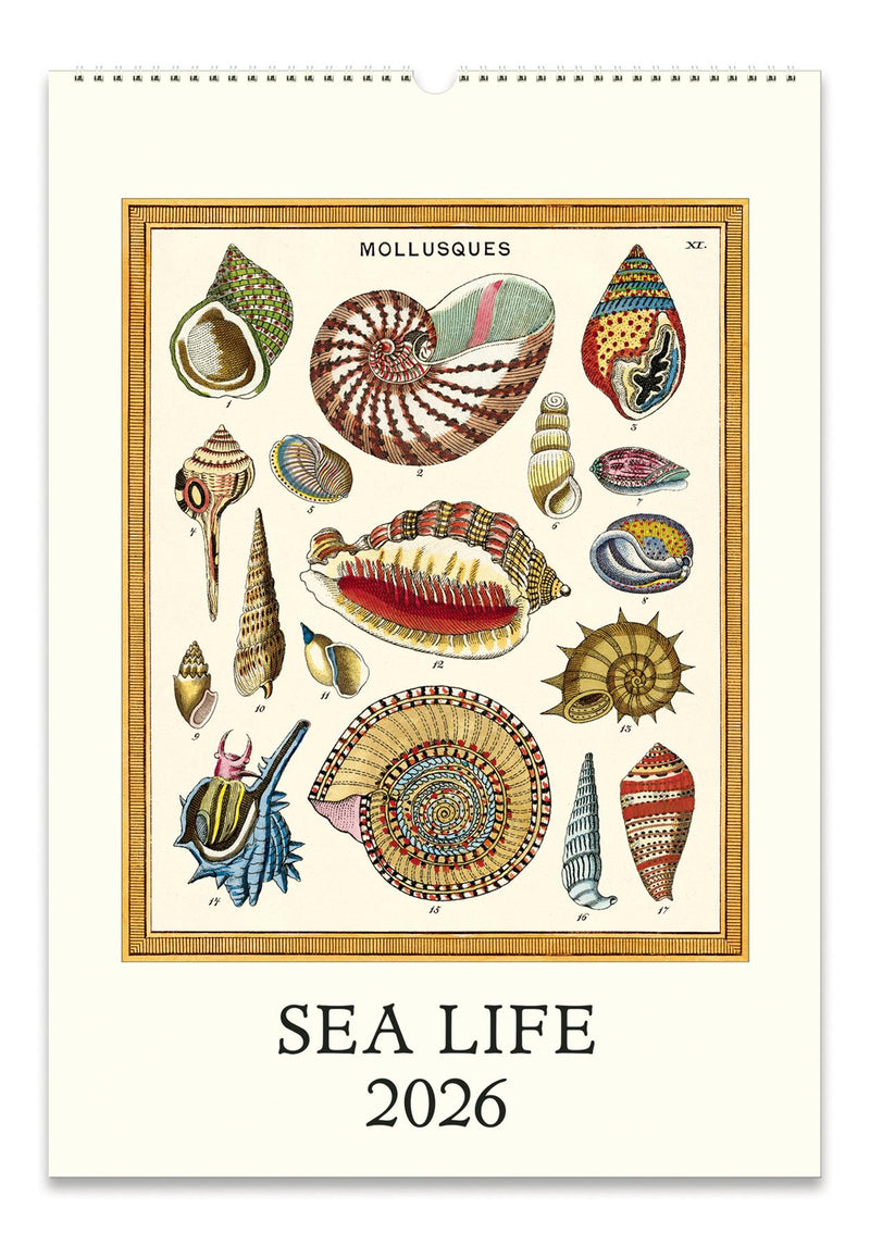 Cavallini - 2026 Wall Calendar - 13 x 19ins - Sea Life/Ocean Flora