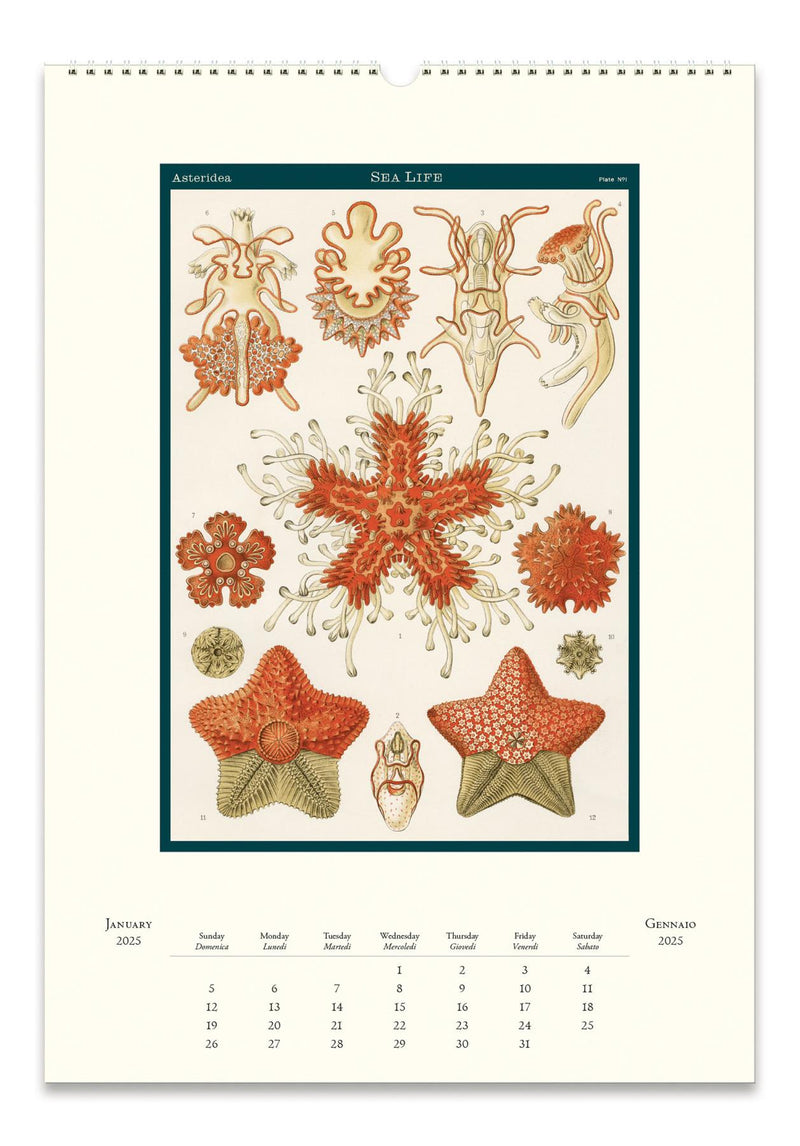 Cavallini - 2025 Wall Calendar - 13 x 19ins - Sea Life/Ocean Flora