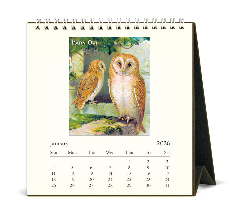 Cavallini - 2026 Desk Calendar - 6 x 6.5ins - Vintage Owls
