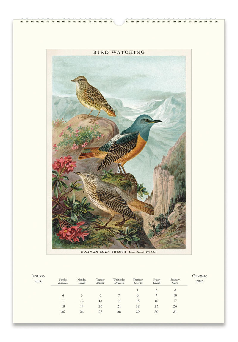 Cavallini - 2026 Wall Calendar - 13 x 19ins - Bird Watching/Ornithology