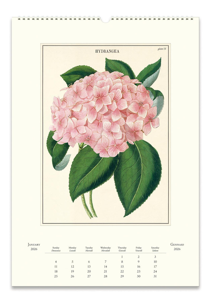 Cavallini - 2026 Wall Calendar - 13 x 19ins - Botanica/Camellia Japonica