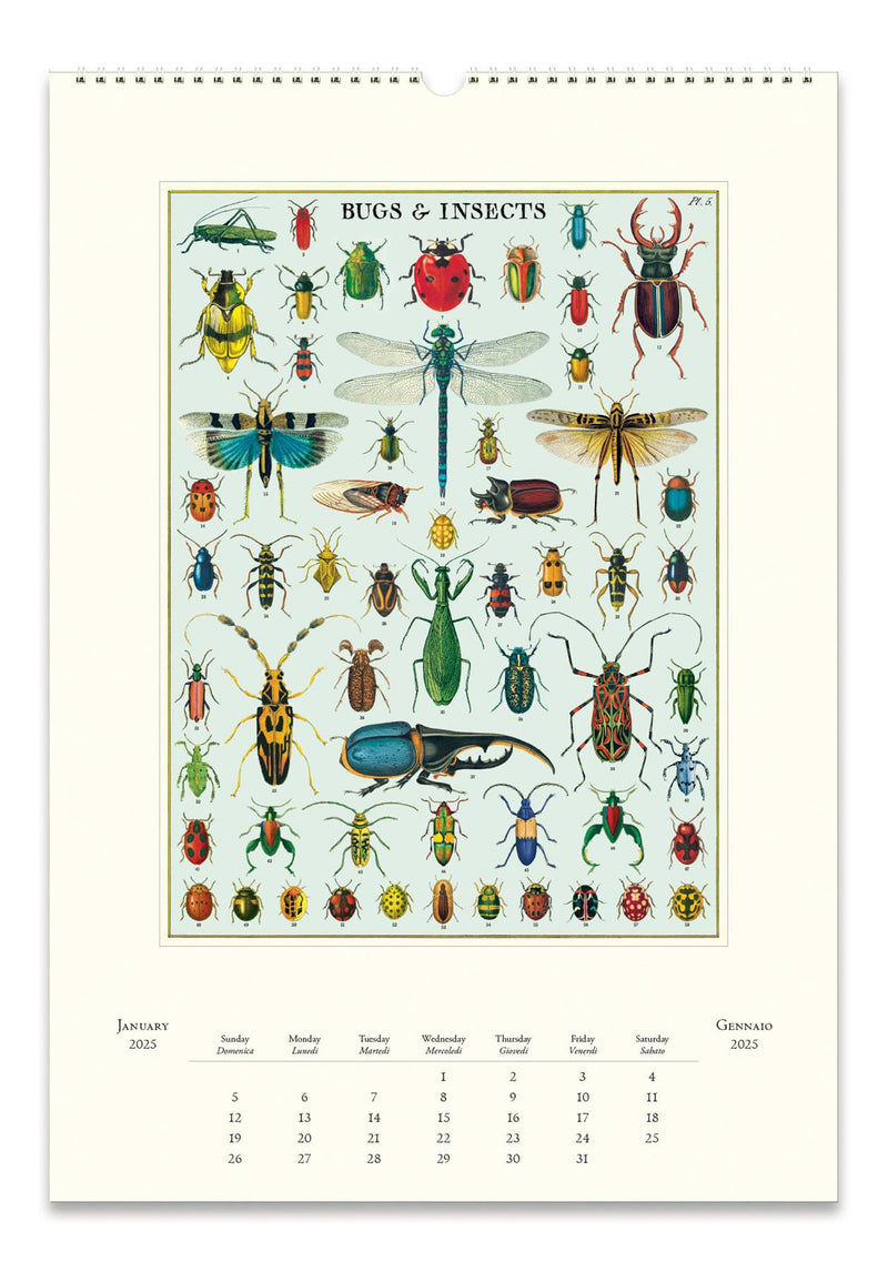 Cavallini - 2025 Wall Calendar - 13 x 19ins - Bugs & Insects