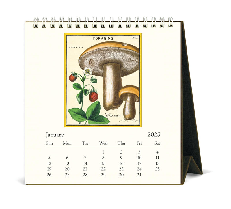 Cavallini - 2025 Desk Calendar - 6 x 6.5ins - Foraging Mushrooms & Plants