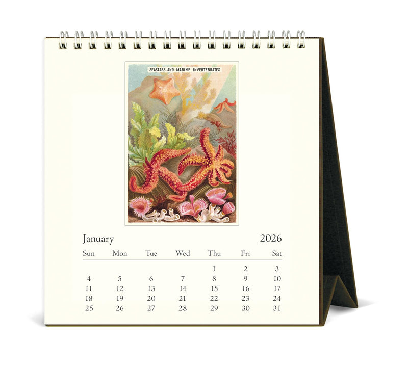 Cavallini - 2026 Desk Calendar - 6 x 6.5ins - Sea Life/Merveilles de la Mer/Poissons