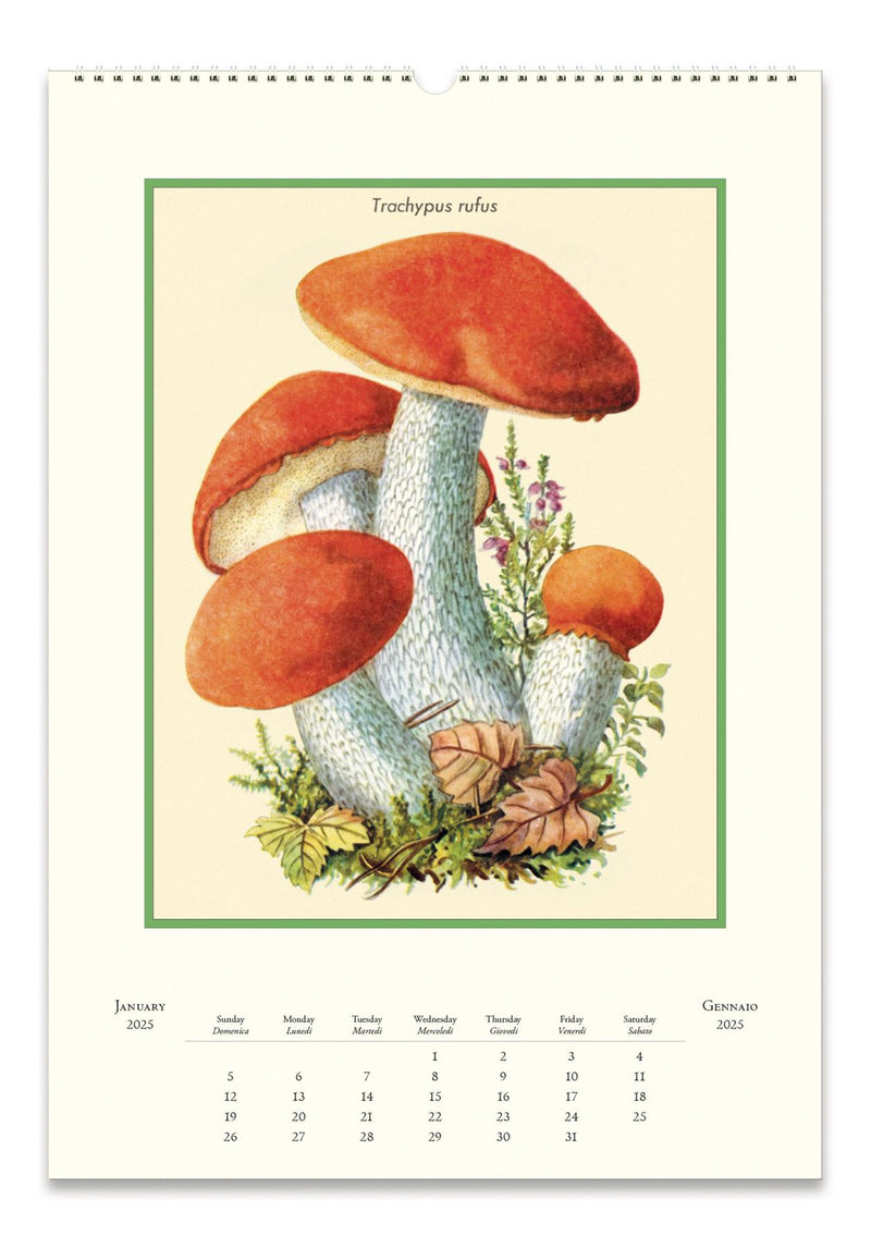 Cavallini - 2025 Wall Calendar - 13 x 19ins - Mushrooms/Fungi/Champignons