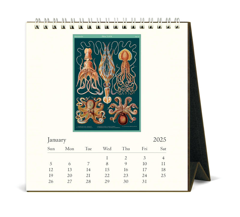 Cavallini - 2025 Desk Calendar - 6 x 6.5ins - Sea Life/Merveilles de la Mer