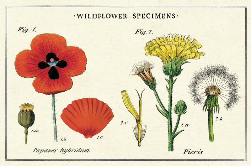 Cavallini - Carte Postale - Wildflowers - Tin of 18 Vintage Postcards - 9 Designs/2 Per Design