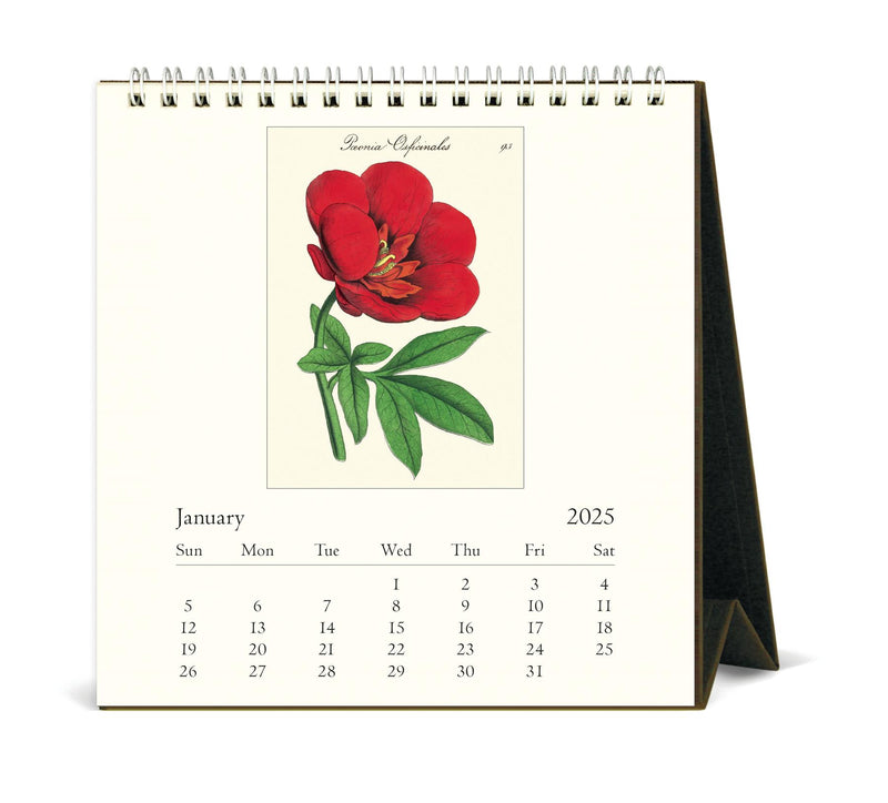 Cavallini - 2025 Desk Calendar - 6 x 6.5ins - Botanica/Peony