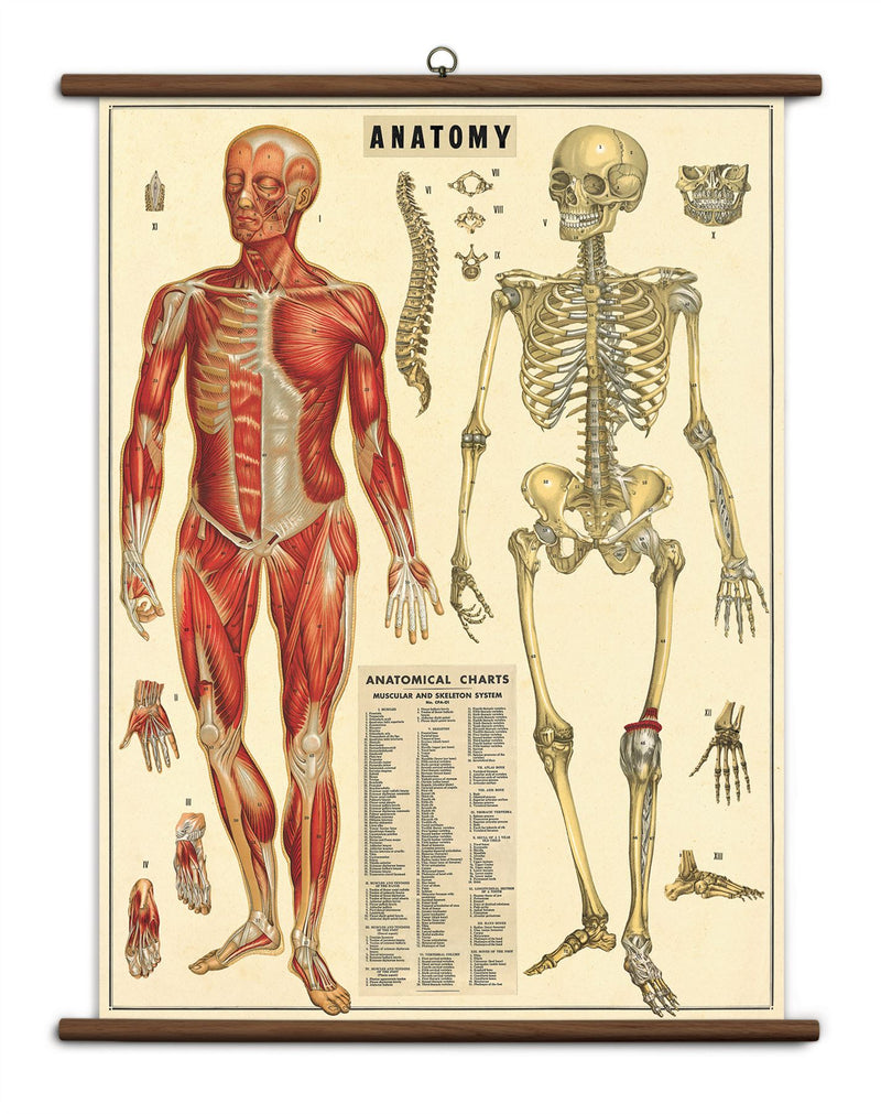 Cavallini - Vintage School Chart - Ready To Hang - 70 x 100cms - Anatomy of Human Body