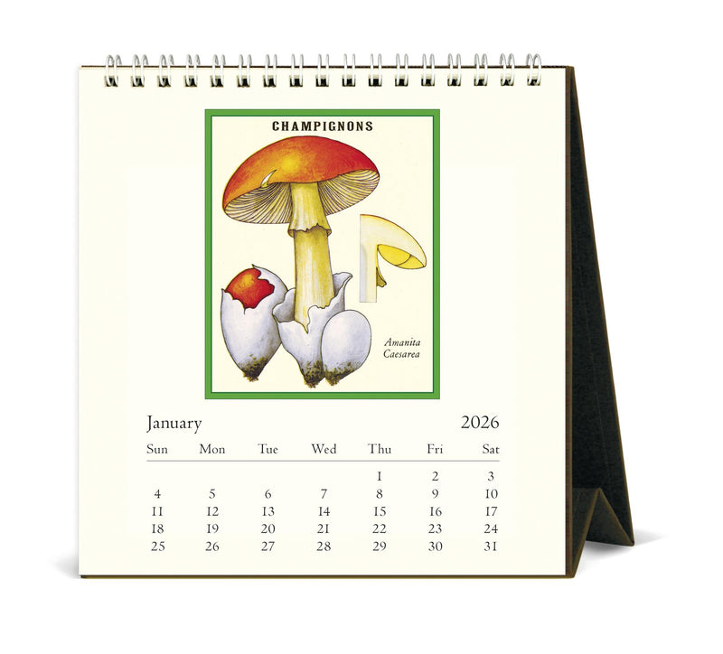 Cavallini - 2026 Desk Calendar - 6 x 6.5ins - Foraging Mushrooms & Plants