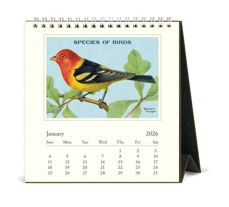 Cavallini - 2026 Desk Calendar - 6 x 6.5ins - Vintage Birds