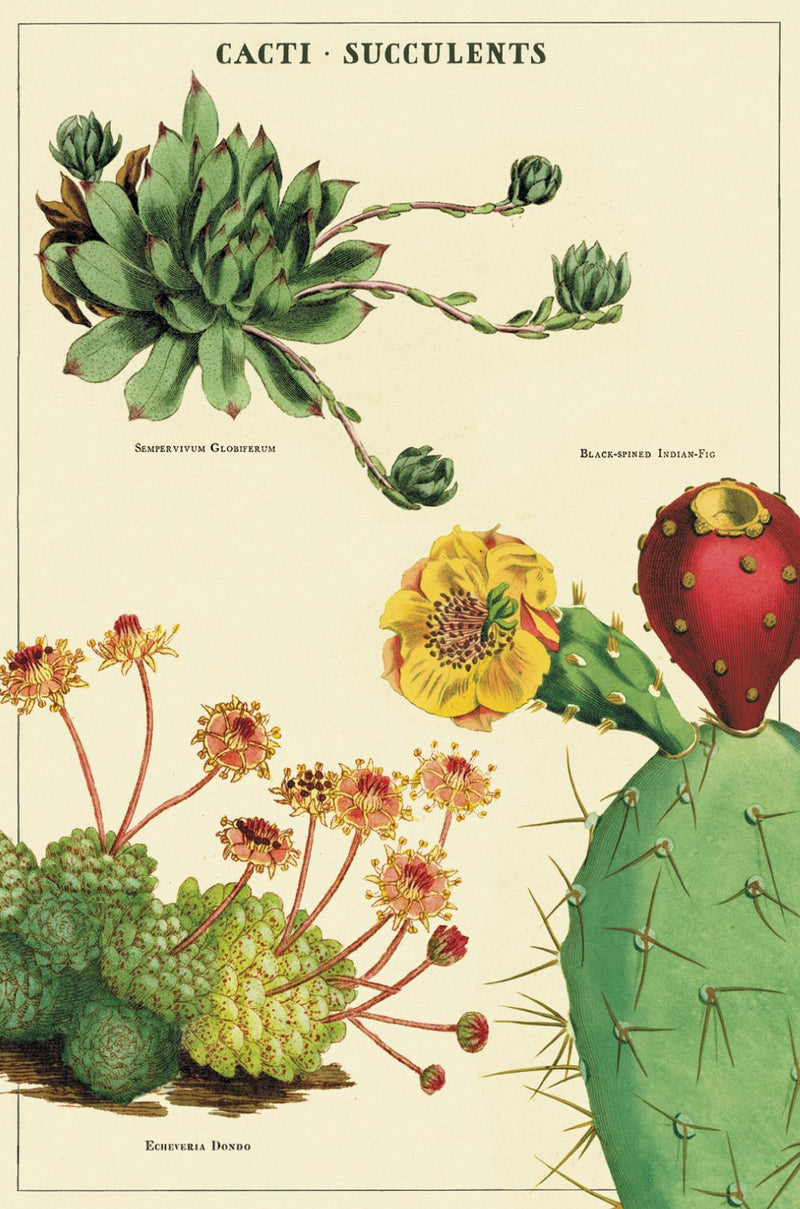 Cavallini - Carte Postale - Cacti/Succulents- Tin of 18 Vintage Postcards - 9 Designs/2 Per Design
