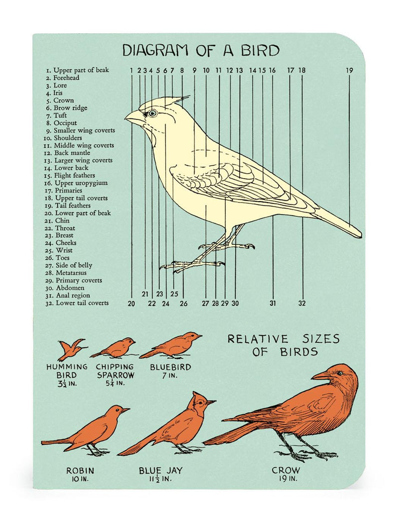 Cavallini - Set of 3 Mini Notebooks - Bird Watching/Ornithology - Lined, Blank & Graph Interiors