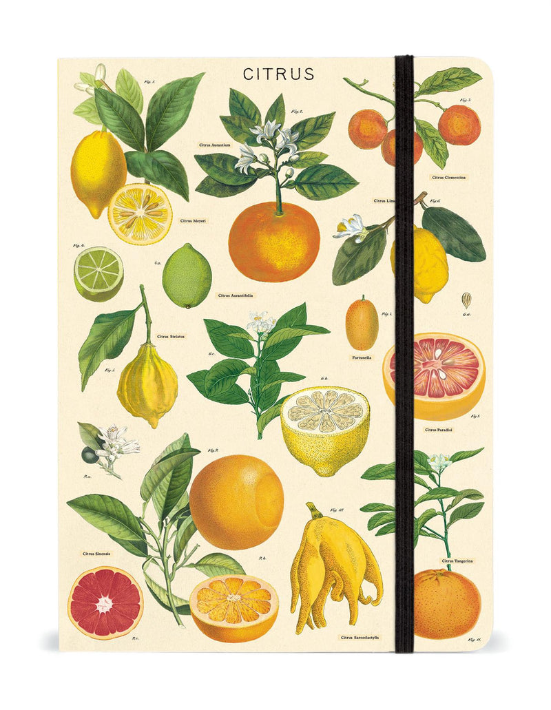Cavallini - Large Lined Notebook 6x8ins - Citrus Fruits - 144 Pages With Elastic Enclosure