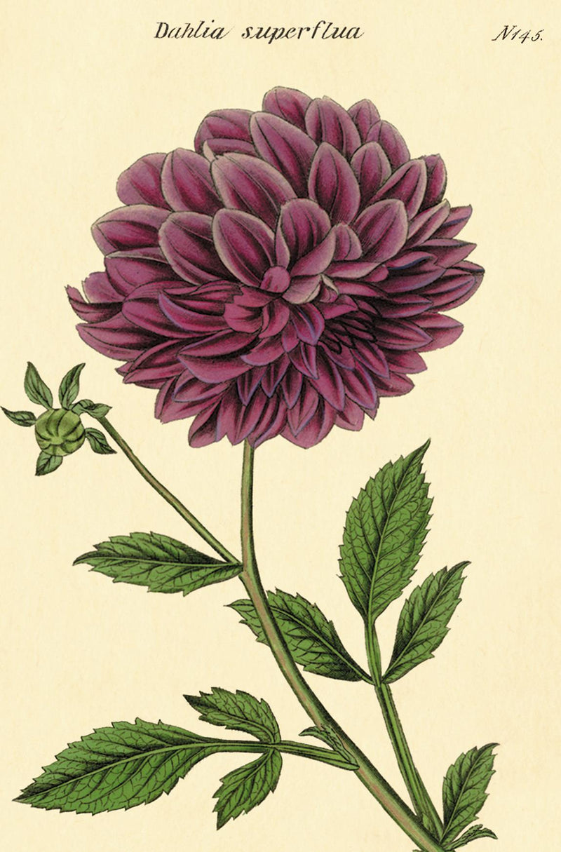 Cavallini - Carte Postale - Botany - Tin of 18 Postcards - 9 Designs/2 Per Design