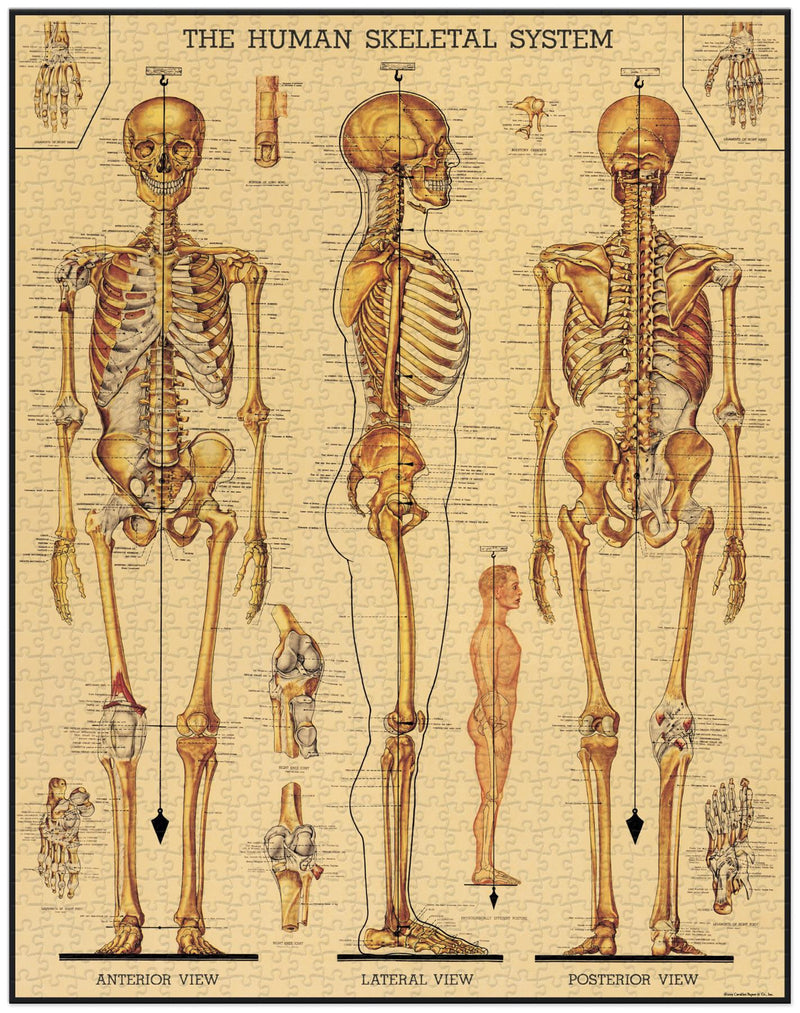 Cavallini - Vintage Jigsaw Puzzle - 1000 Pieces - 55x70cms - Human Skeletal System