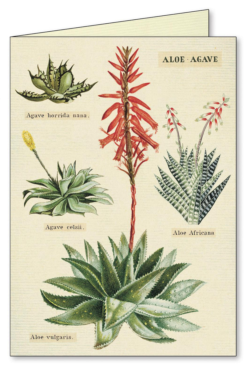 Cavallini - 8 Assorted Notecards - 4 Designs/2 Per Design - Cactus/Cacti/Succulents