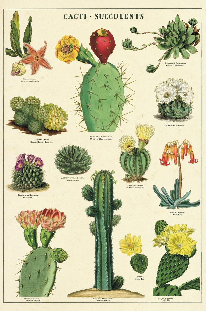 Cavallini - Carte Postale - Cacti/Succulents- Tin of 18 Vintage Postcards - 9 Designs/2 Per Design
