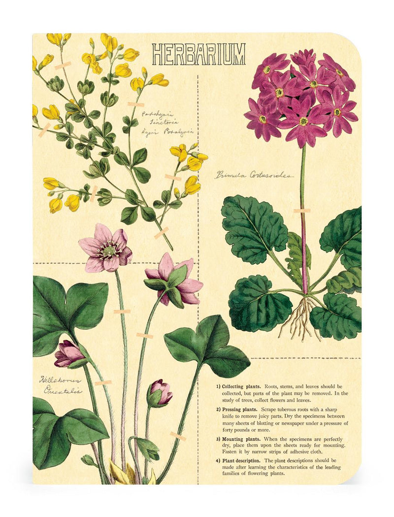 Cavallini - Set of 3 Mini Notebooks - Herbarium - Lined, Blank & Graph Interiors